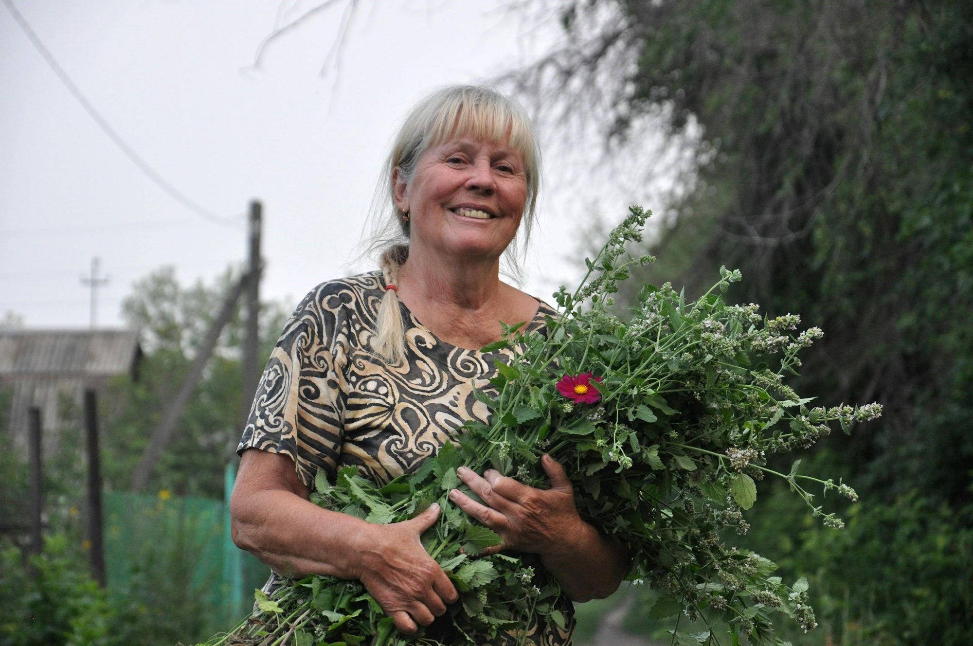 elderly happy woman collected medicinal herbs melissa to make healthy tea